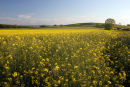 06-4959 Oilseed Rape Field Teesdale, County Durham